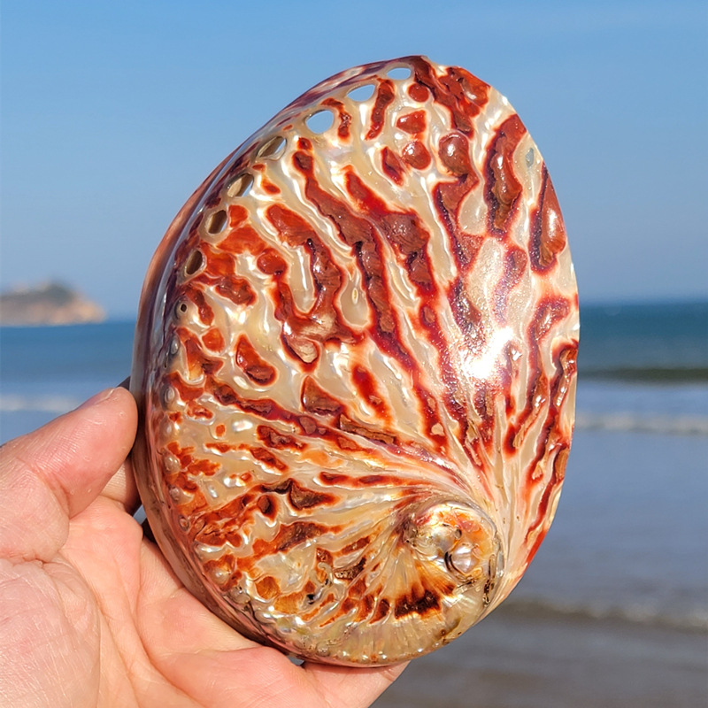 Home Decoration Red Pattern Ab - Marine Aquarium For Sale ulasan dan harga