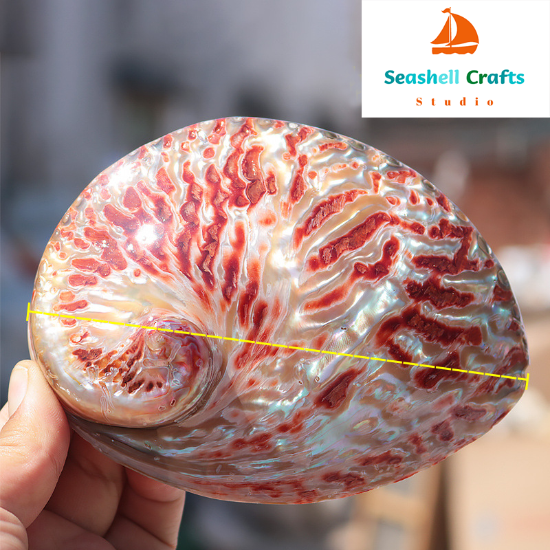 Home Decoration Red Pattern Ab - Marine Aquarium For Sale ulasan dan harga