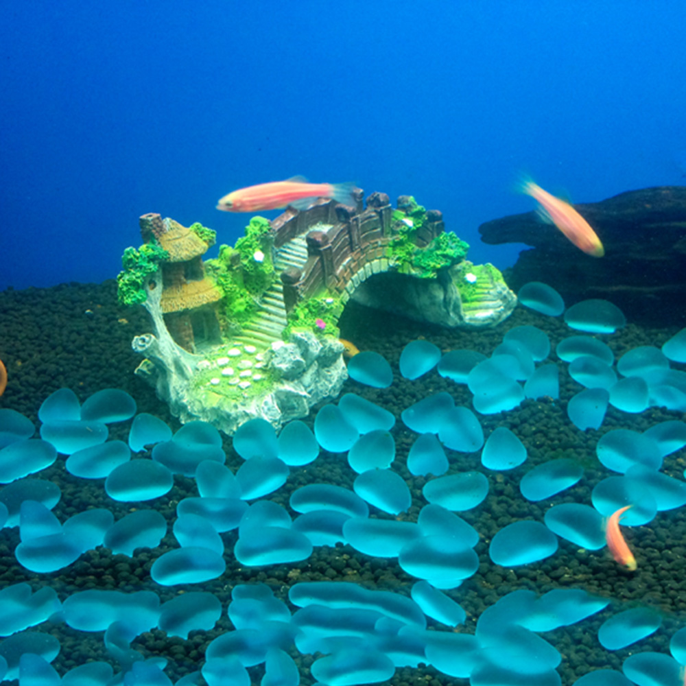 Aquarium Accessories Arbor Tre - Marine Aquarium For Sale ulasan dan harga